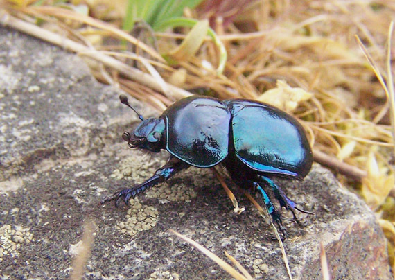 lajniak hladký Trypocopris vernalis