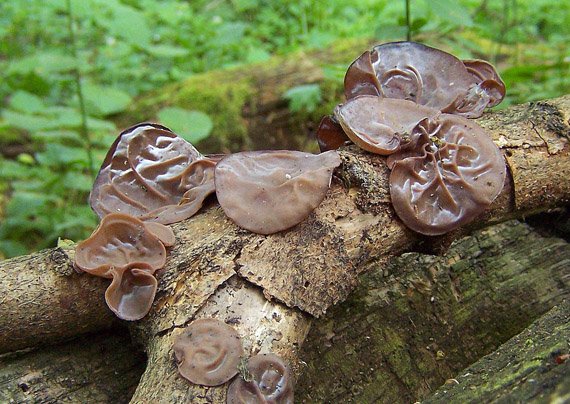 uchovec bazový Auricularia auricula-judae (Bull.) Quél.