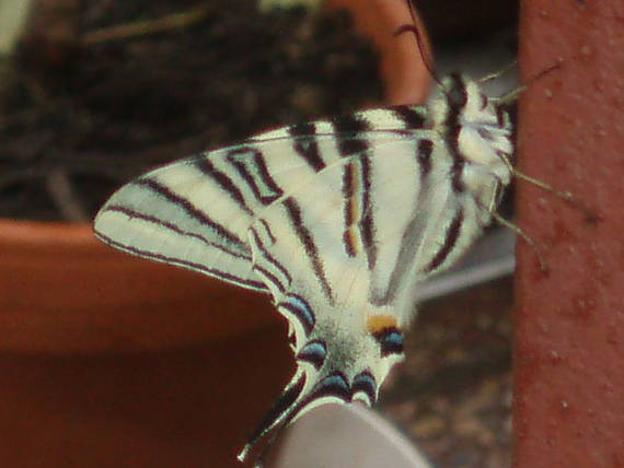 vidlochvost ovocný Iphiclides podalirius