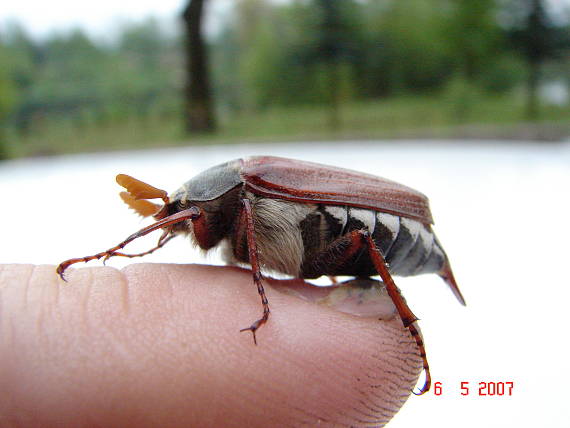 chrust obycajný Melolontha melolontha