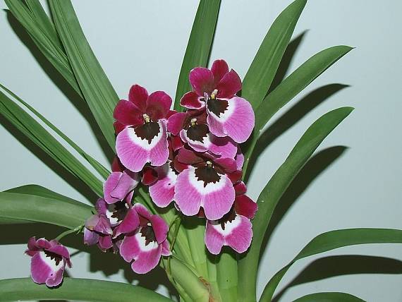 orchidka3 Miltonia