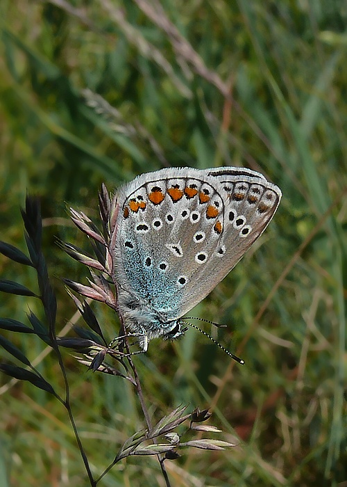 modráčik obyčajný Polyomattus icarus