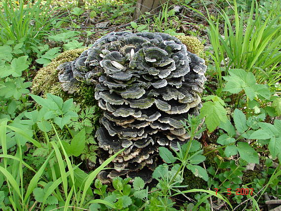 trúdnikovec pestrý Trametes versicolor (L.) Lloyd