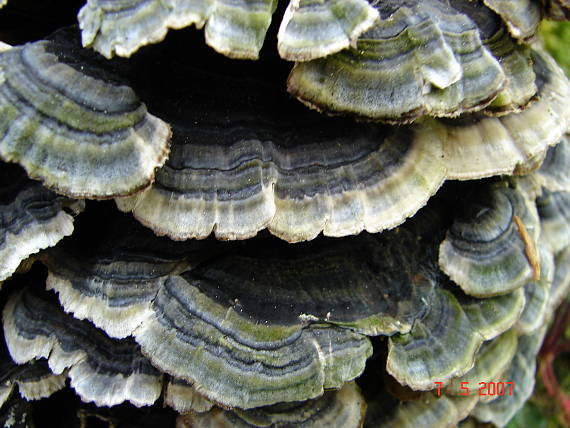 trúdnikovec pestrý Trametes versicolor (L.) Lloyd