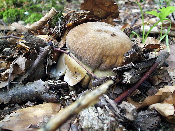 hríb dubový Boletus reticulatus Schaeff.