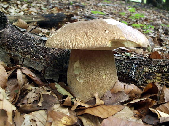 hríb dubový Boletus reticulatus Schaeff.