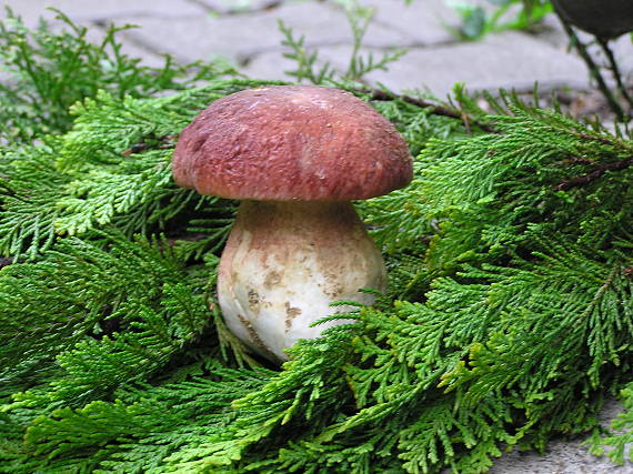 hríb Boletus sp.