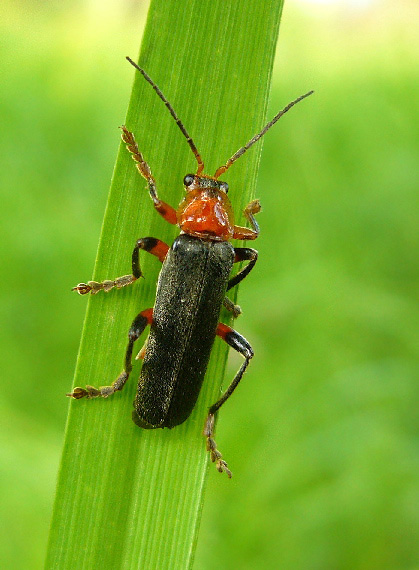 Cantharis livida