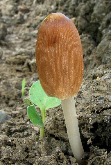 hnojník Coprinus sp.