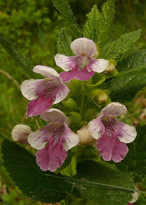 medúnka medovkolistá Melittis melissophyllum L.