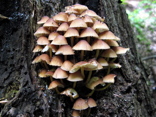 prilbička žltohlúbiková Mycena renati Quél.