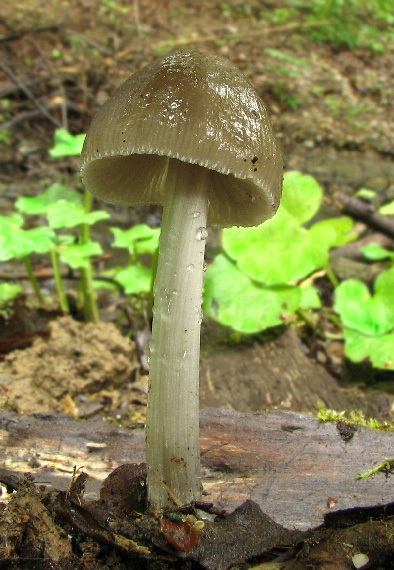 prilbička Mycena sp.