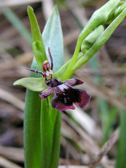 hmyzovník muchovitý Ophrys insectifera L.