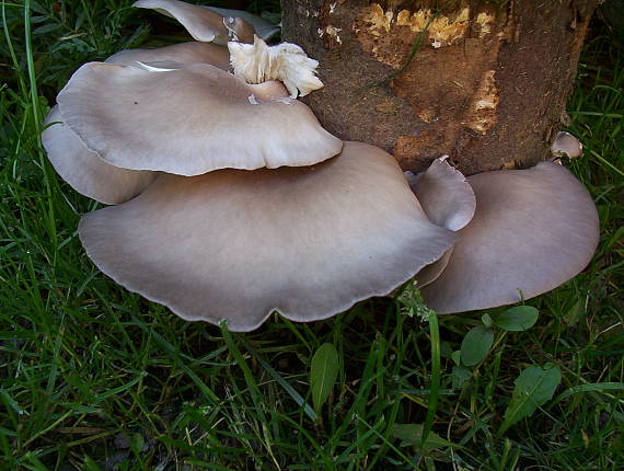 hliva ustricovitá Pleurotus ostreatus (Jacq.) P. Kumm.