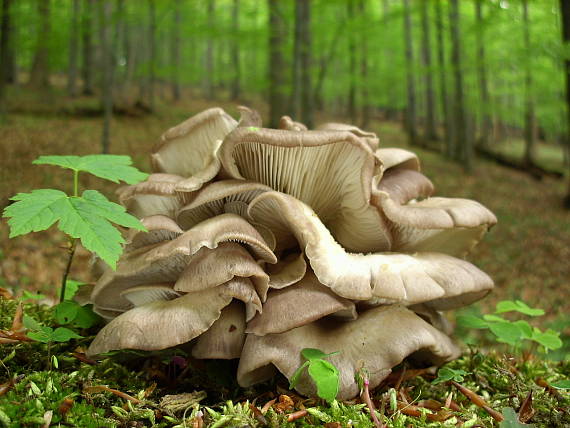 hlíva ústřičná Pleurotus ostreatus (Jacq.) P. Kumm.