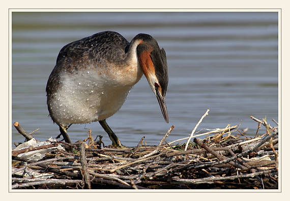 potápka chochlatá Podiceps cristatus