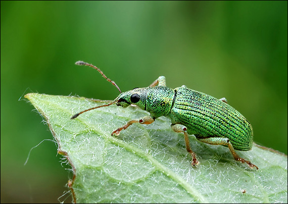 šupináčik hodvábný Polydrosus sericeus