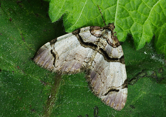 piadivka fialová Anticlea derivata