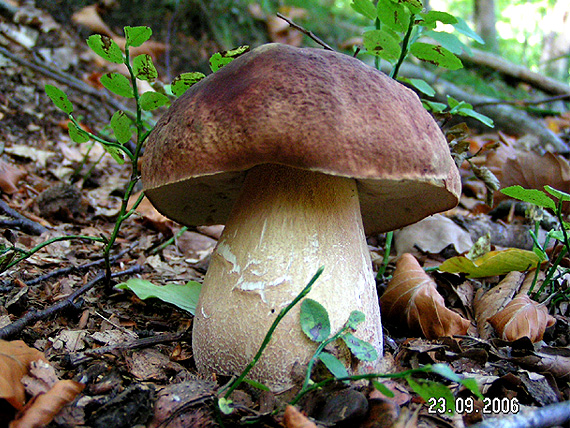 hríb sosnový Boletus pinophilus Pil. et Dermek in Pil.