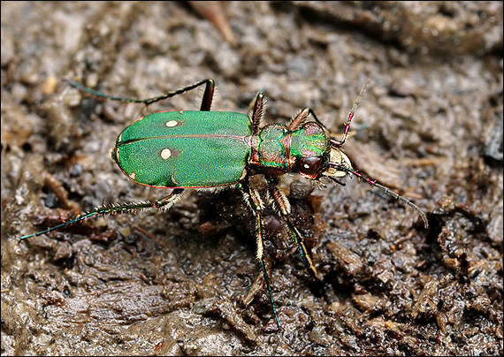 svižník poľný Cicindela campestris