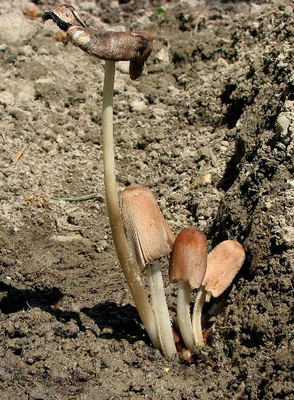 hnojník Coprinus sp,