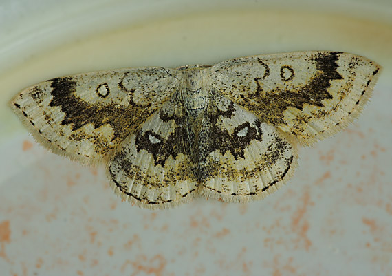 piadica javorová Cyclophora annularia