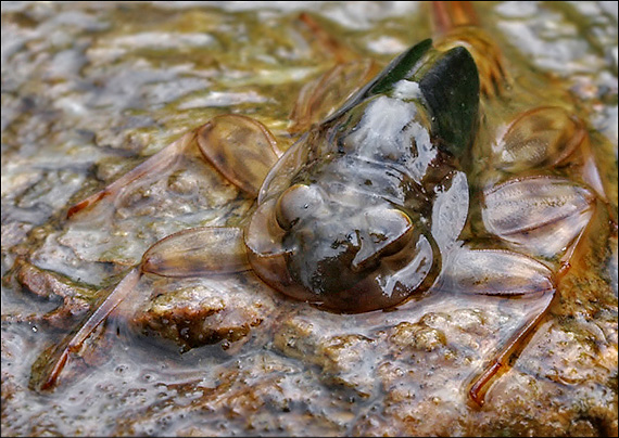 podenka Ecdyonurus sp.