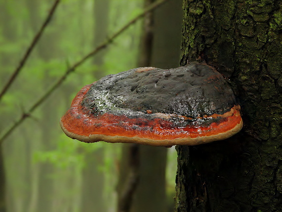 práchnovček pásikavý Fomitopsis pinicola (Sw.) P. Karst.