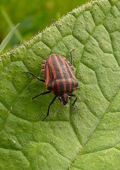 bzdocha pásavá Graphosoma italicum