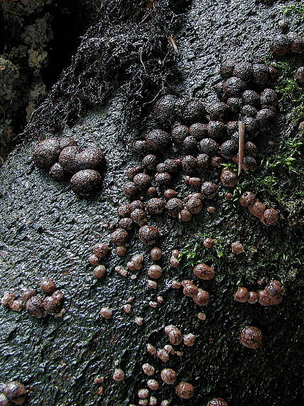 drevovček bukový Hypoxylon fragiforme (Pers.) J. Kickx f.