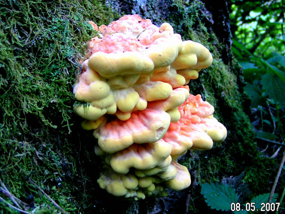 sírovec obyčajný Laetiporus sulphureus (Bull.) Murrill