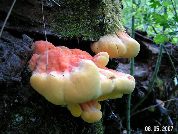 sírovec obyčajný Laetiporus sulphureus (Bull.) Murrill