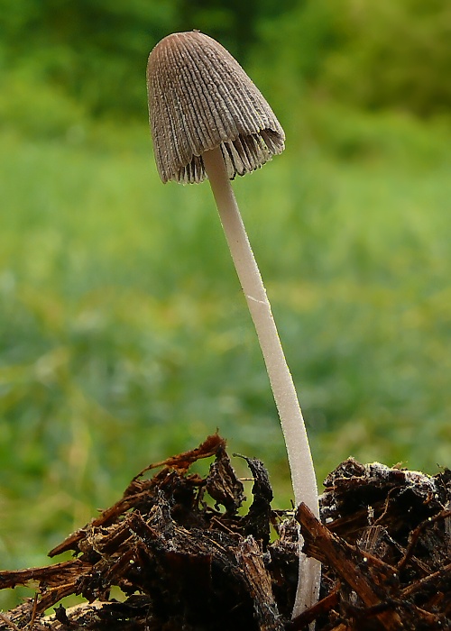 hnojník hranatovýtrusný Coprinellus marculentus (Britzelm.) Redhead, Vilgalys & Moncalvo