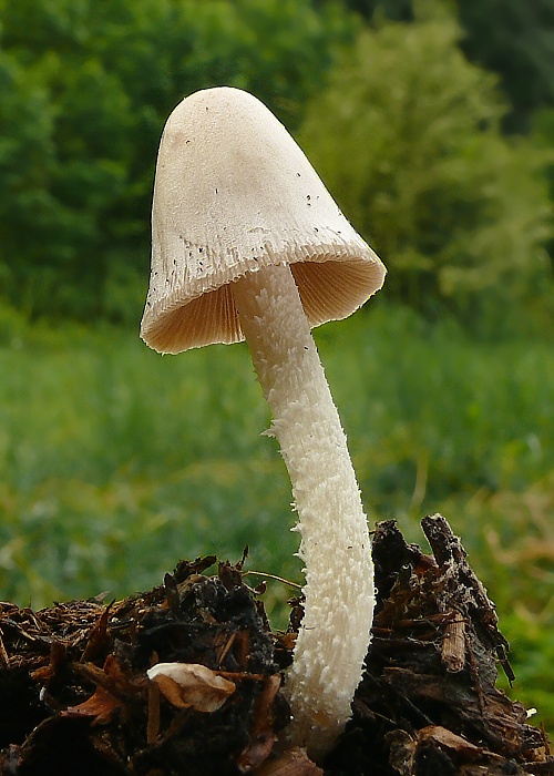 hnojník Coprinus sp.