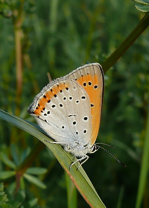 ohniváčik veľký Lycaena dispar