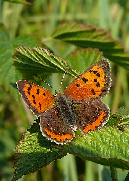 ohniváčik čiernokrídly Lycaena phlaeas