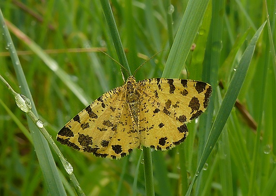 listnatka hluchavková Pseudopanthera macularia