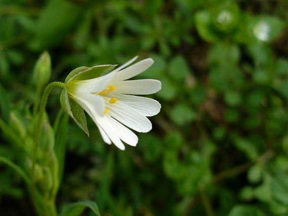 hviezdica veľkokvetá Stellaria holostea L.