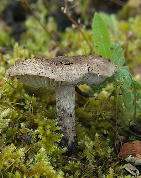 čírovka Tricholoma sp.