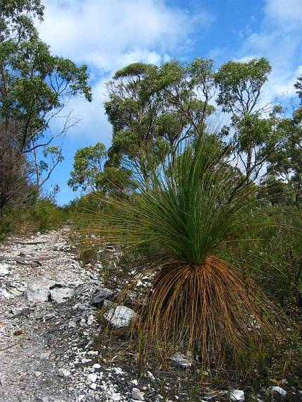 grass tree II