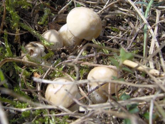 čírovnica májová Calocybe gambosa (Fr.) Donk