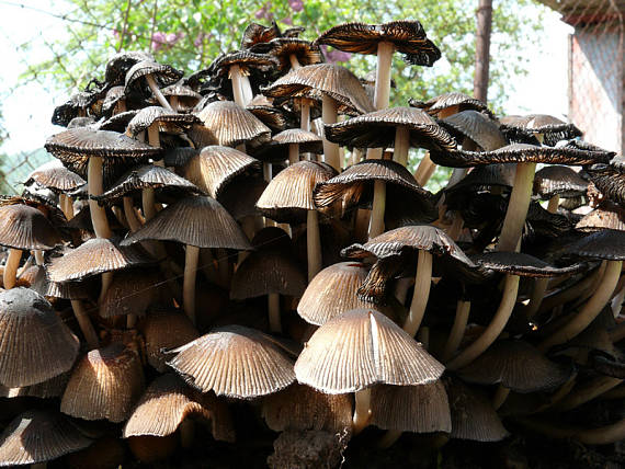 hnojník ligotavý Coprinellus micaceus (Bull.) Vilgalys, Hopple & Jacq. Johnson