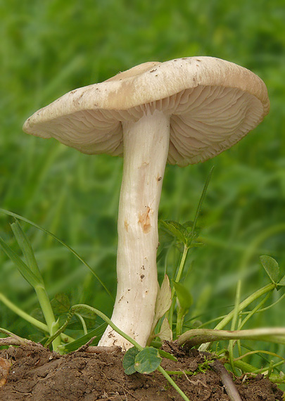 hodvábnica jarná Entoloma clypeatum (L.) P. Kumm.