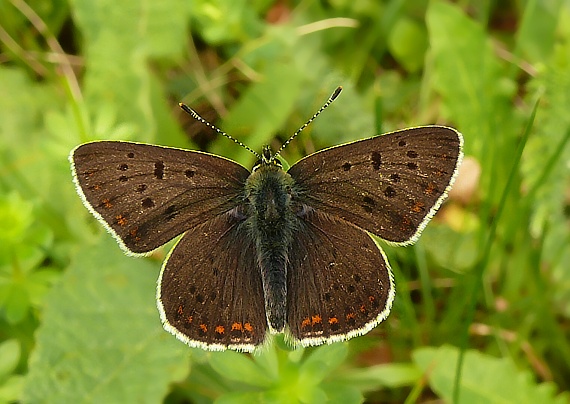 ohniváčik čiernoškvrnný Lycaena tityrus