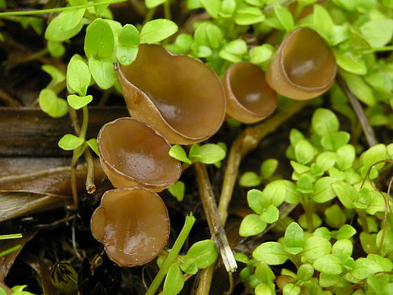 huba Myriosclerotinia sp.