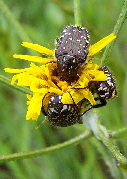 zlatoň Oxythyrea funesta