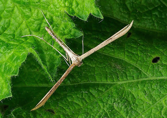 pierkavec Pterophoridae sp.
