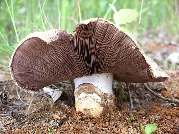 pečiarka obyčajná Agaricus bitorquis (Quél.) Sacc.