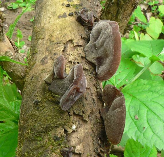 uchovec bazový Auricularia auricula-judae (Bull.) Quél.