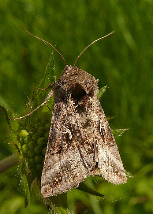 mora gama Autographa gamma